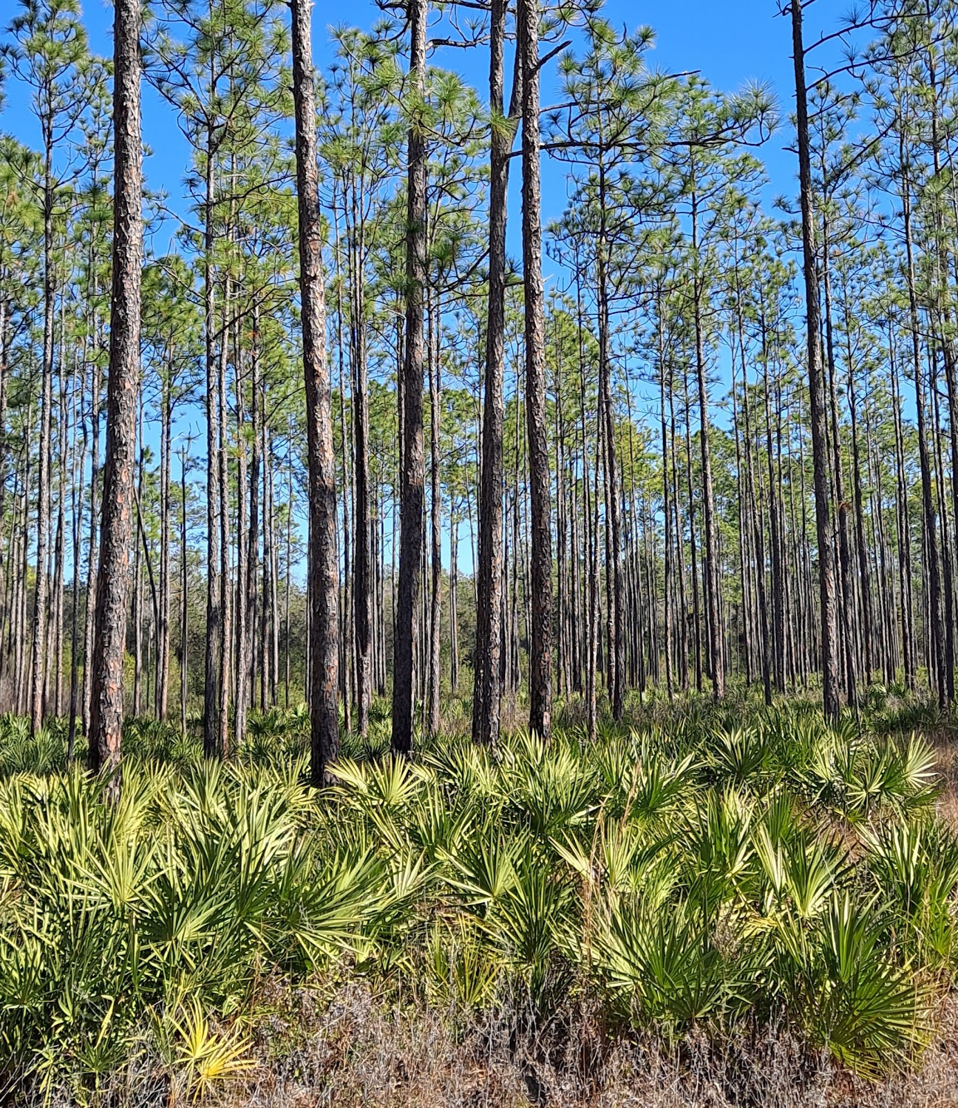 Buckhorn NF Hunt Camp