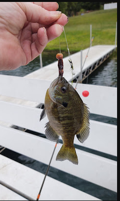 Skyline Resort Campground