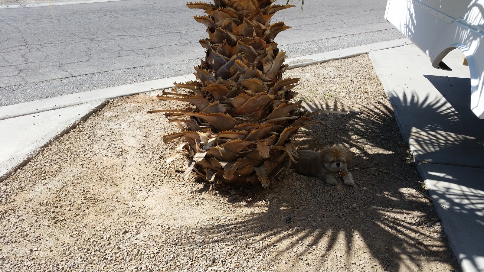 Arizona Charlie’s Casino & RV Park