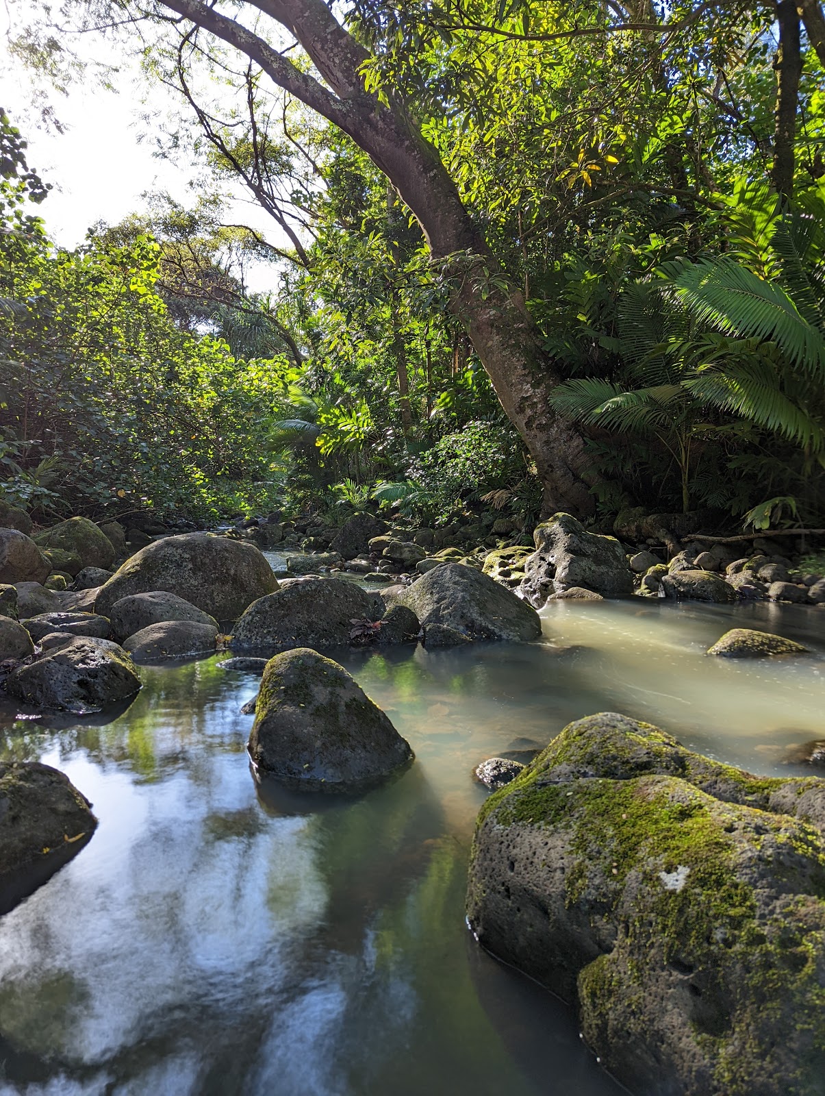 Waimano Valley / Ridge Trail Head