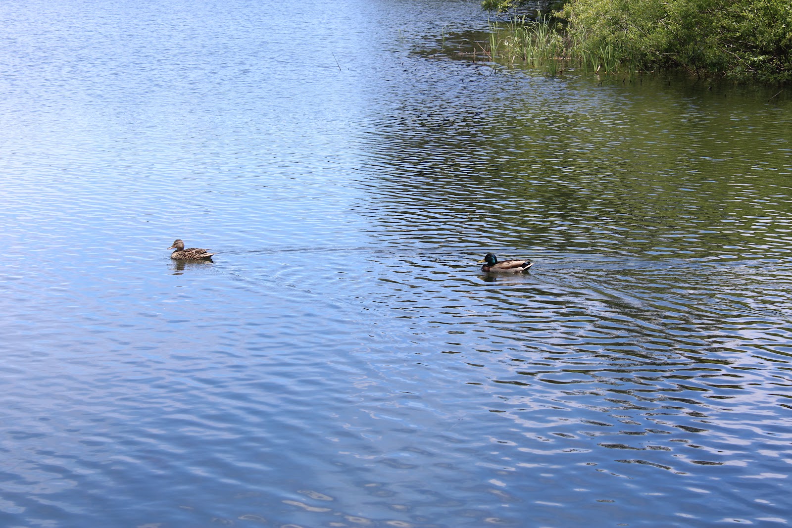 Lake Selmac Josephine County Park