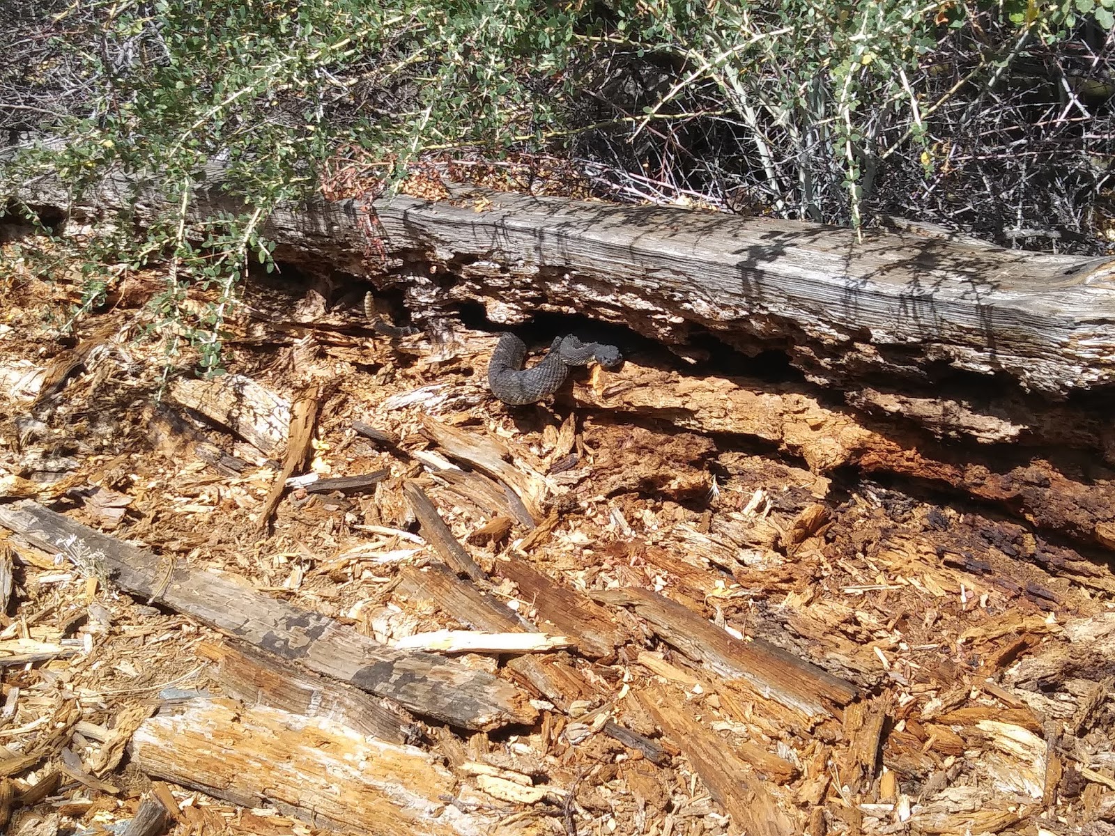 Cabin Flat Trail Camp