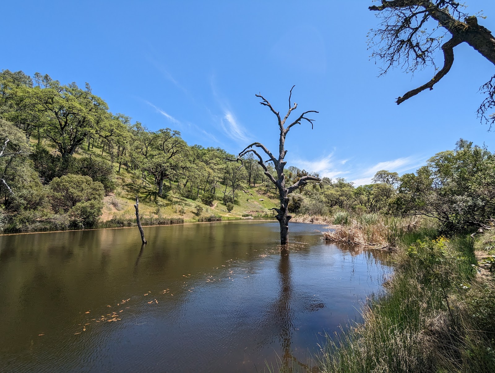 Henry W. Coe State Park