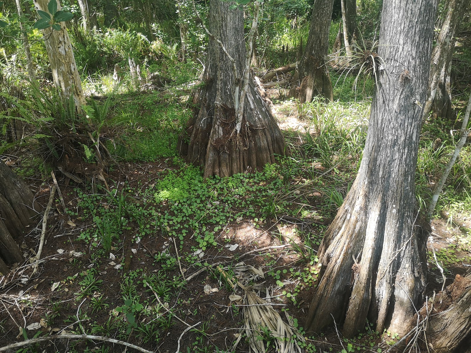 Pink Jeep - Big Cypress National
