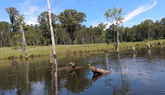 H. Cooper Black Camping