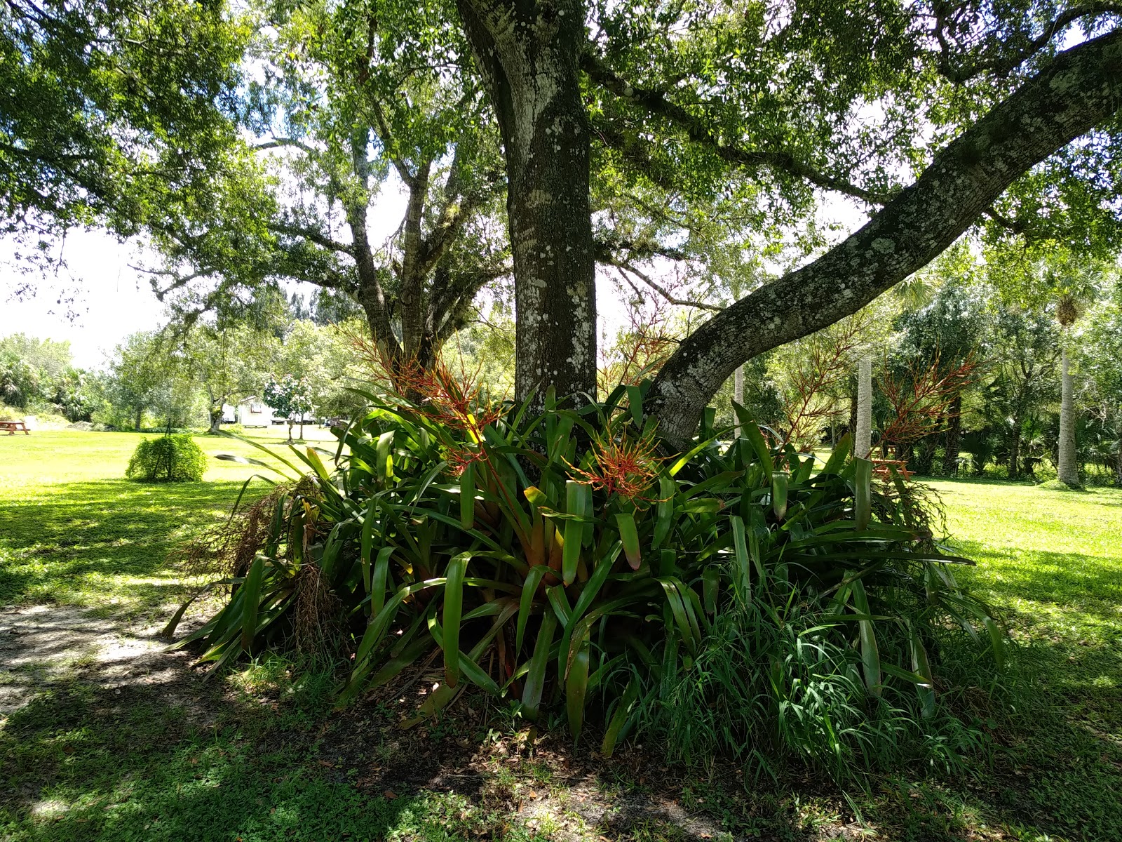 Sunnier Palms Member's Lodge