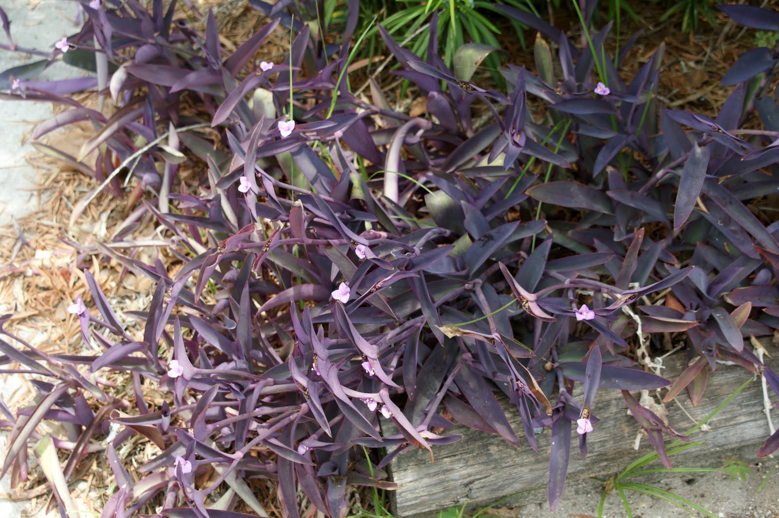 Wild Woods Campground