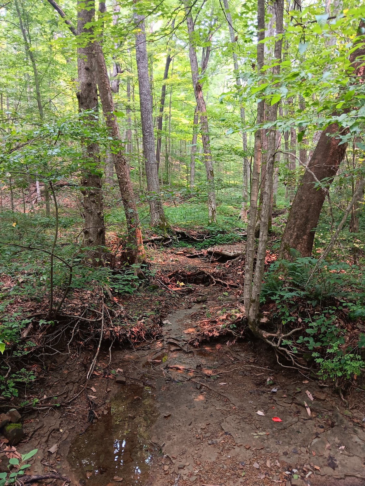 Raccoon Ridge Campground 126