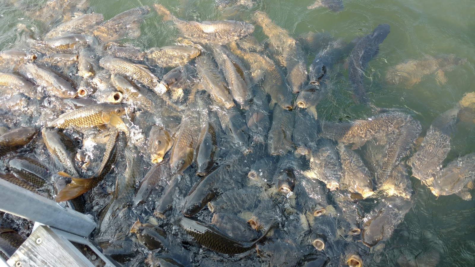 Fairfield Bay Marina