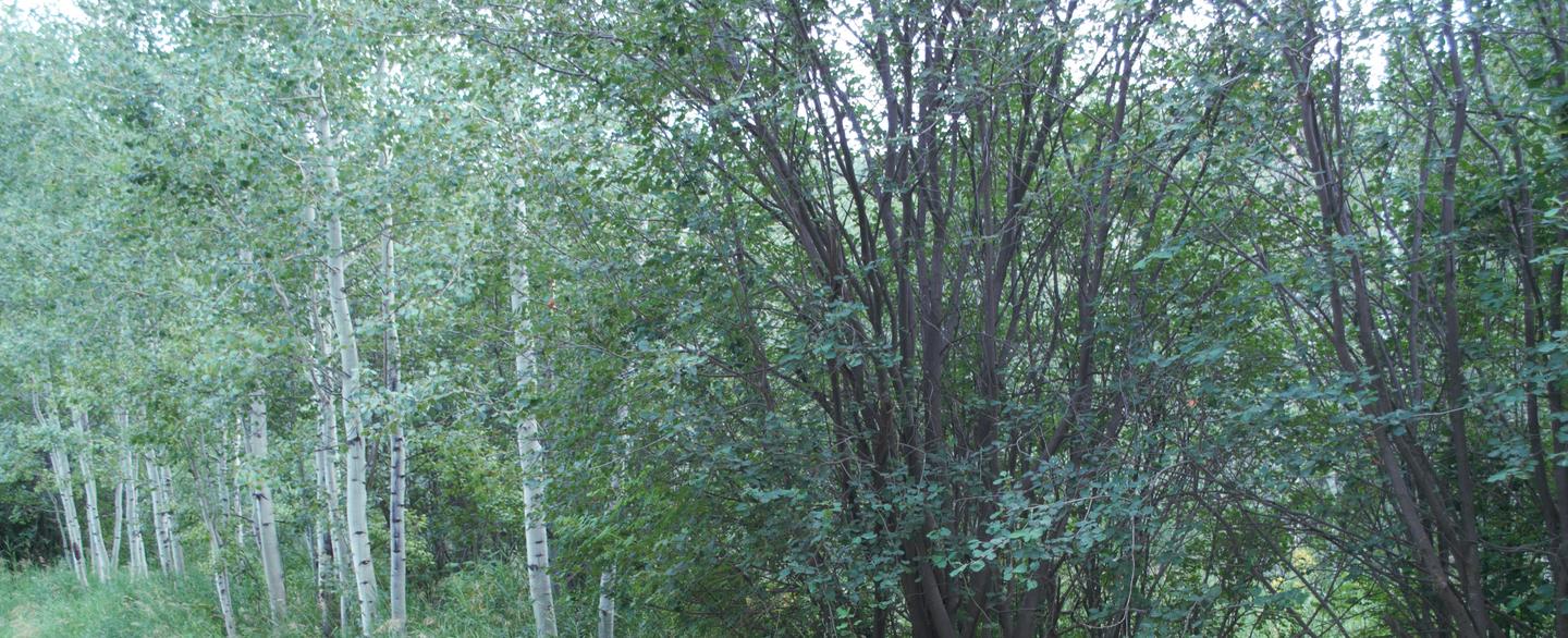 North Fork Campground