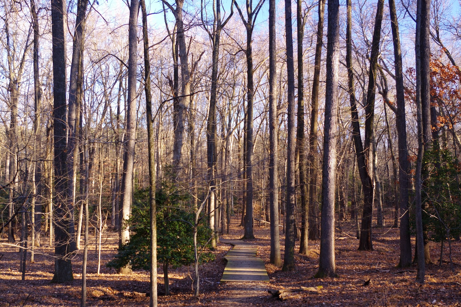 Greenbelt Park Campground