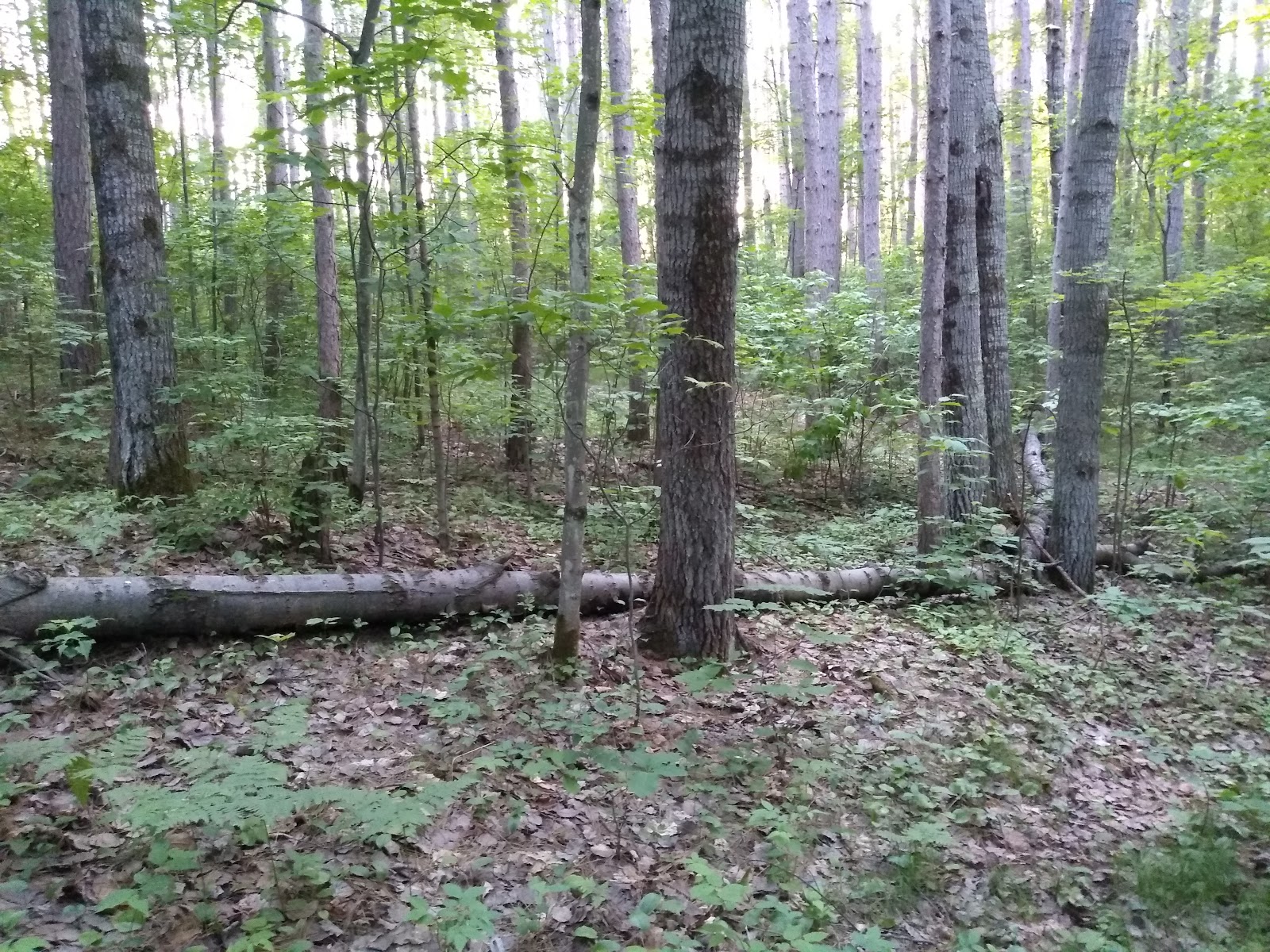 Richardson Lake NF Campground