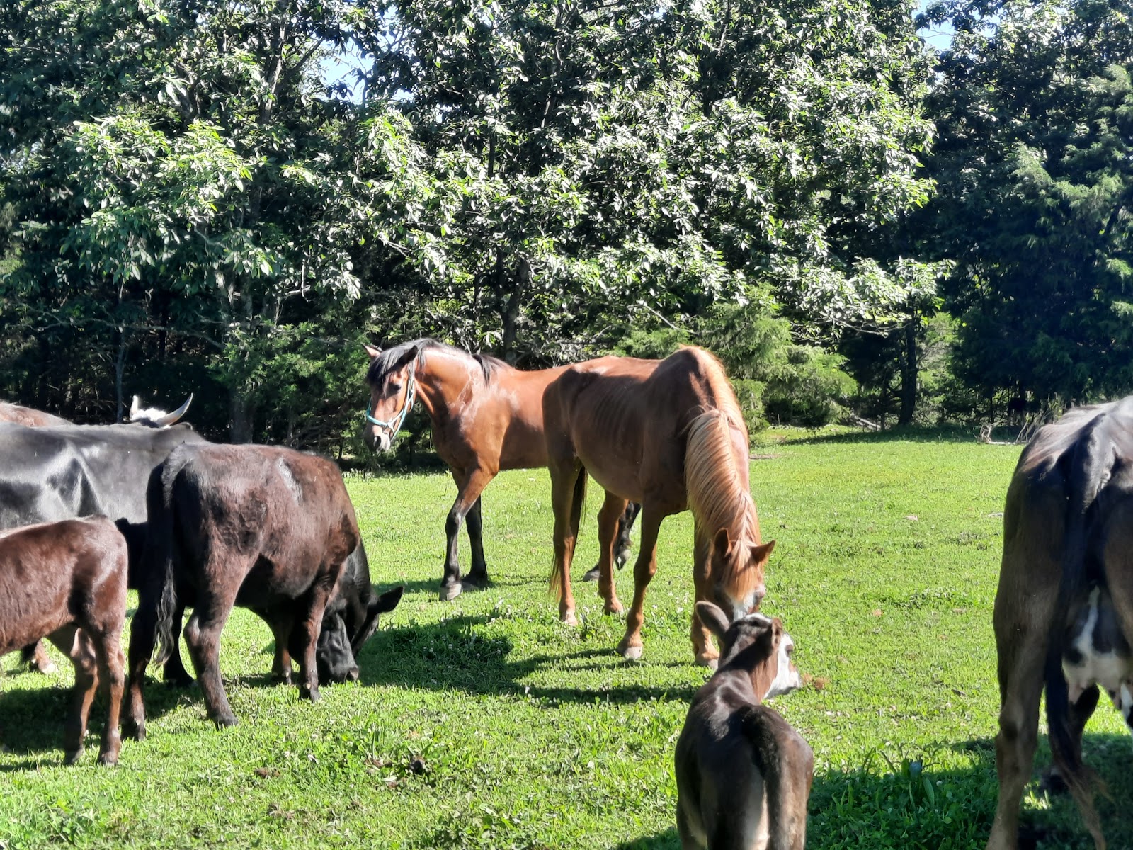 Pettigrew RV Park & Recreational Campground