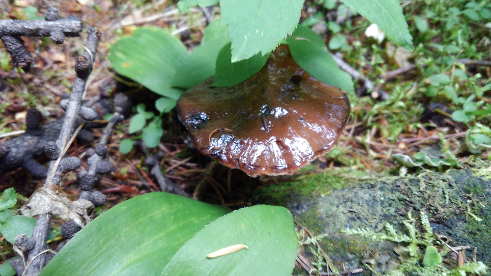 Pete Creek Campground