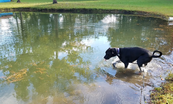 Hawkins Creek Campground