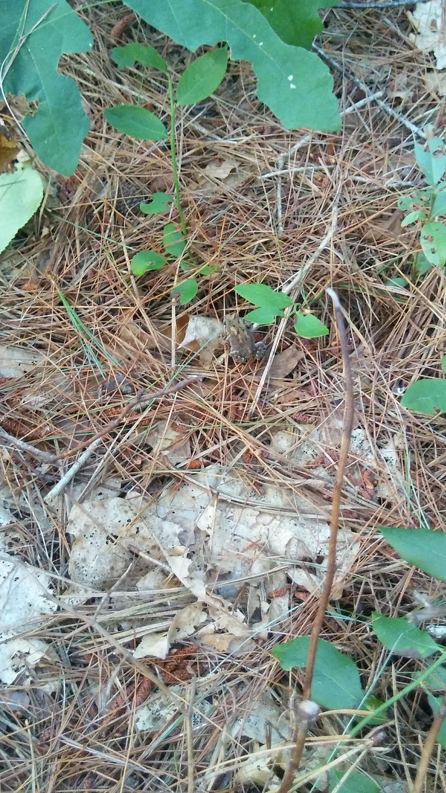 Sandy Pond Campground Inc