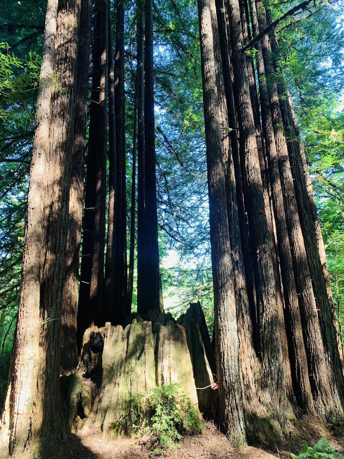 Mill Creek - Redwood National and State Park