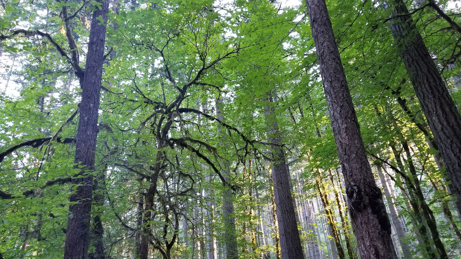 Bogus Creek Campground