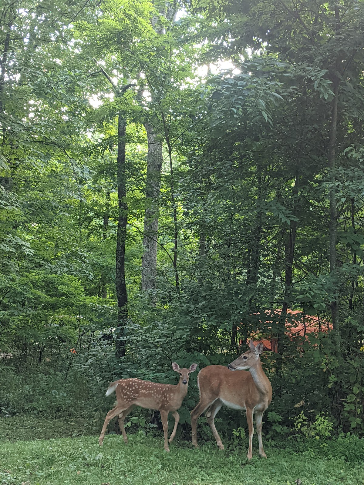 Mathews Arm Campground - Shenandoah National Park