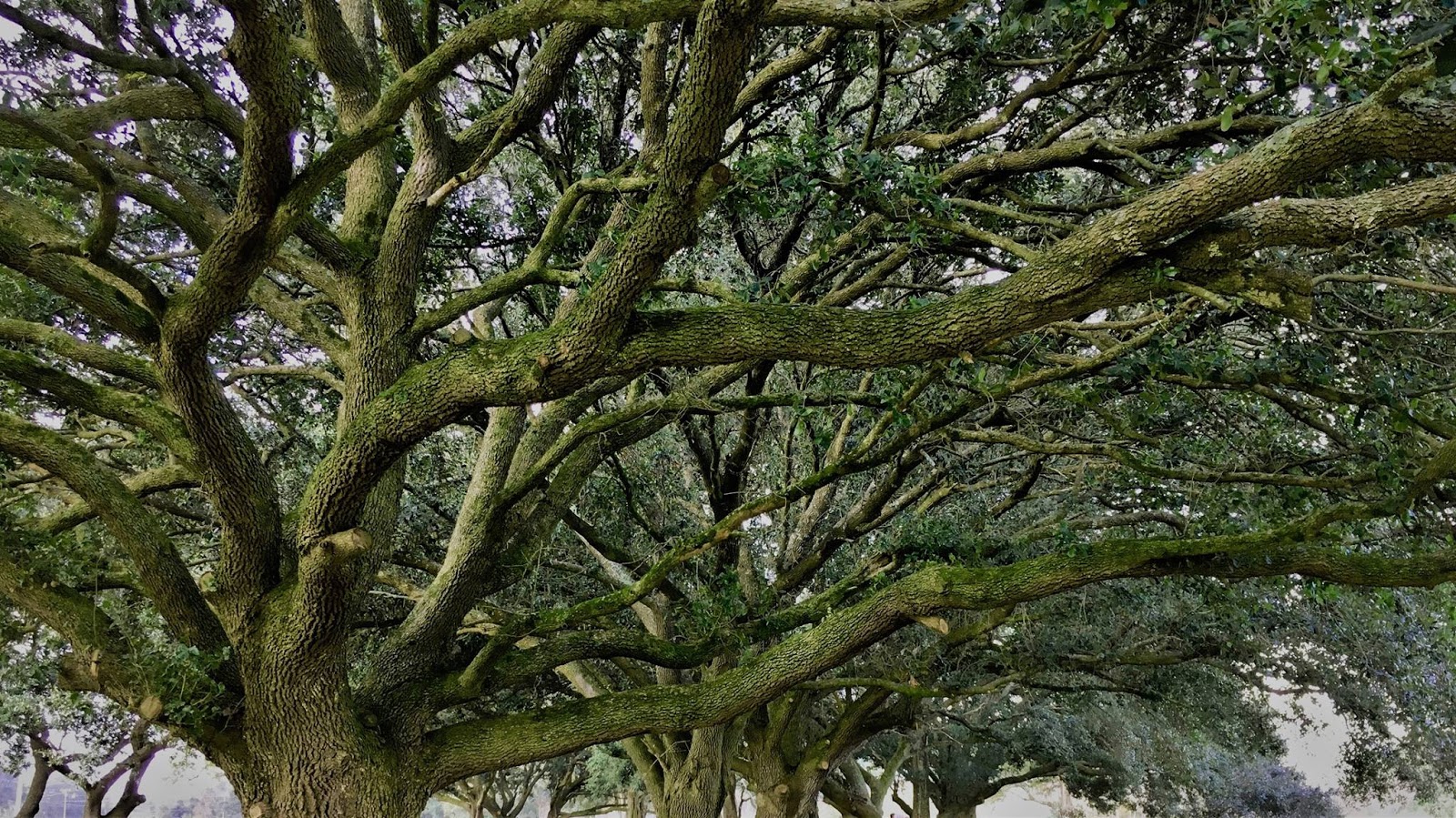 Foley Oaks RV Resort