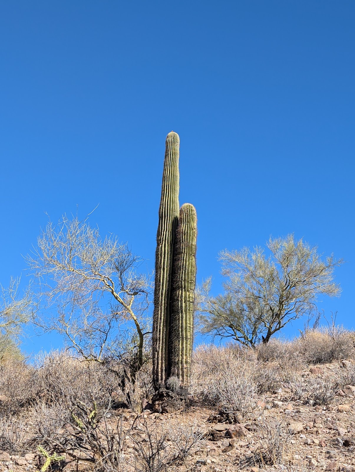 Roadrunner Lake Resort (55+ park)