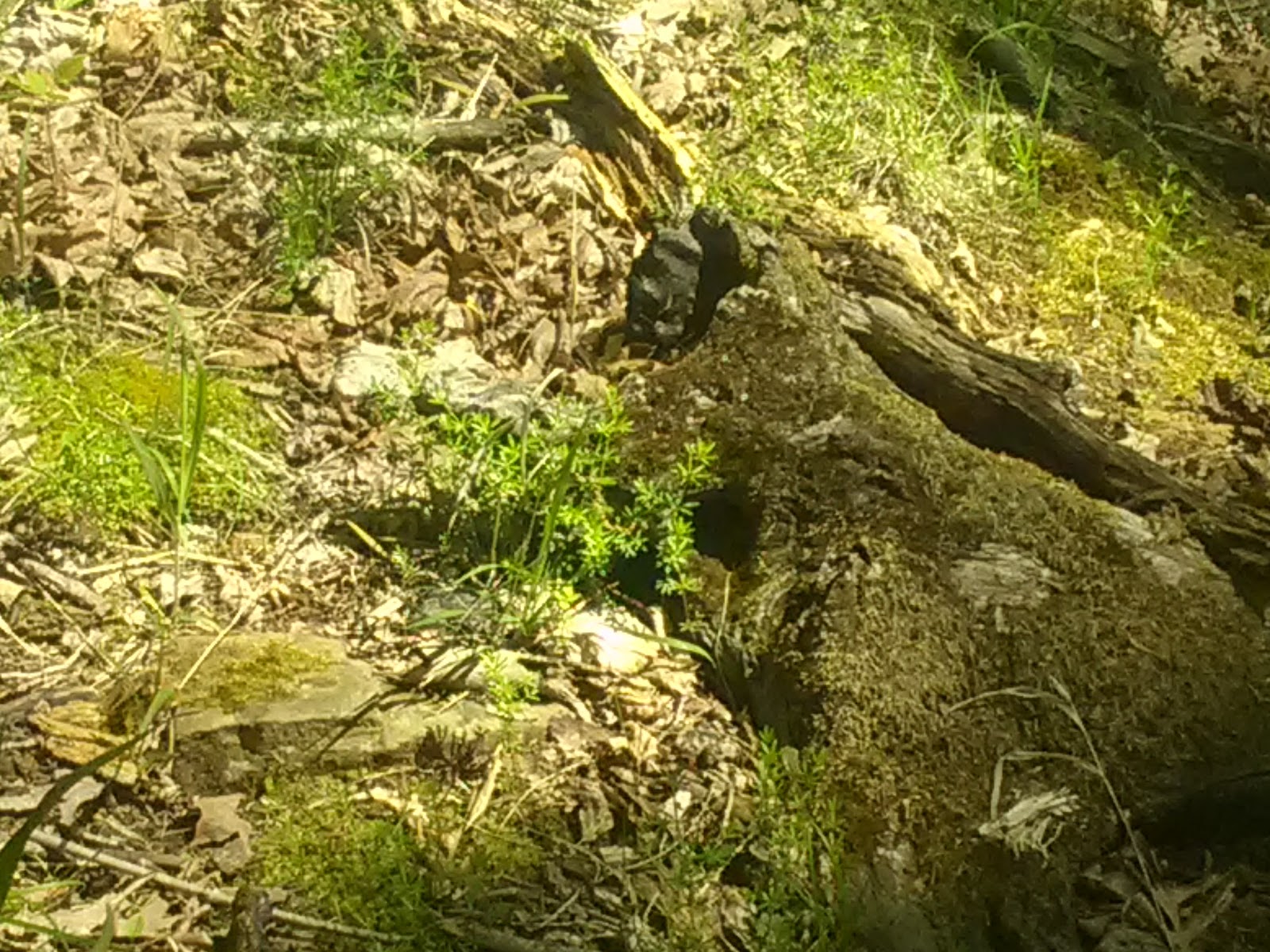 Stephen A. Forbes State Park