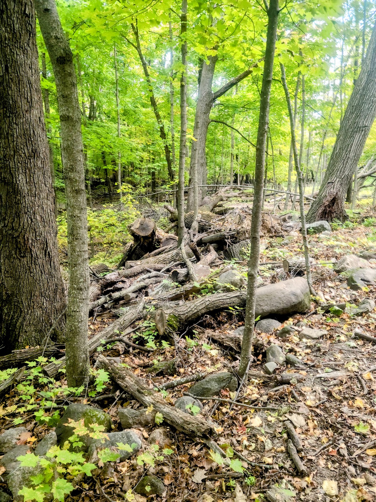 Kettle Moraine State Forest- North Unit