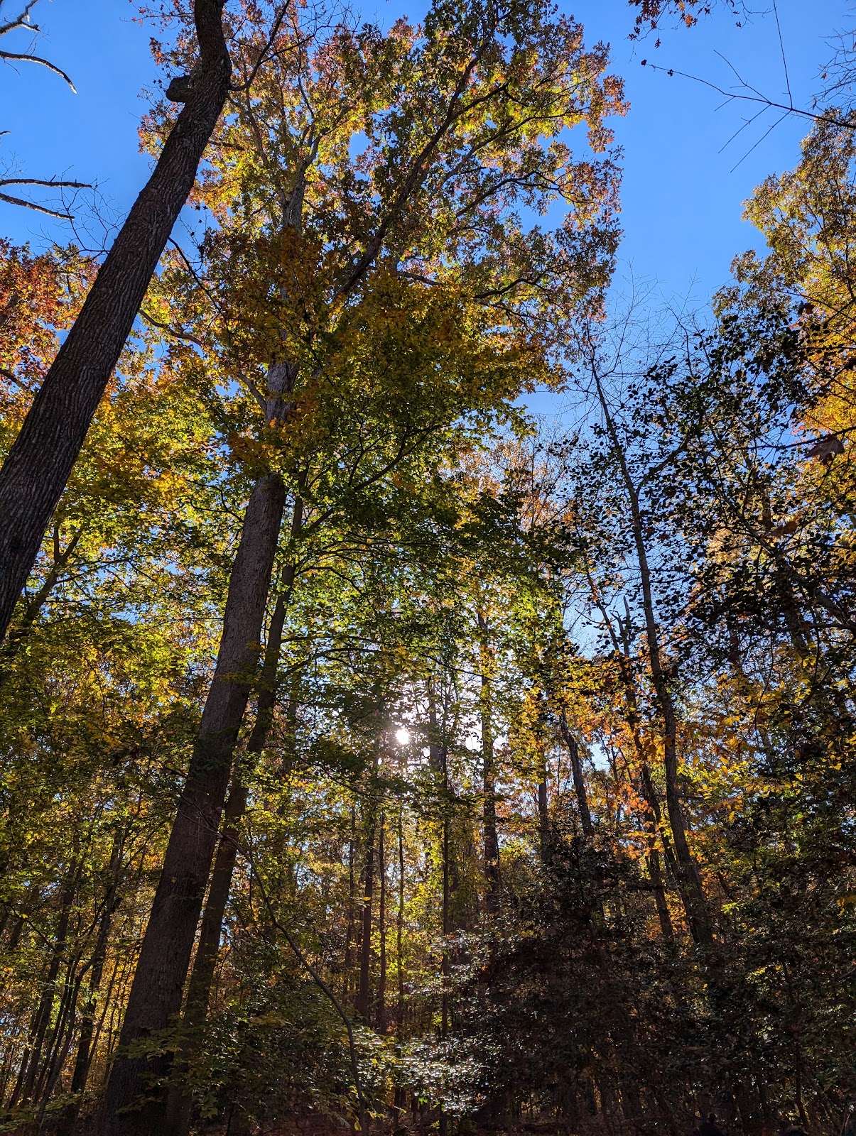 Greenbelt Park Campground