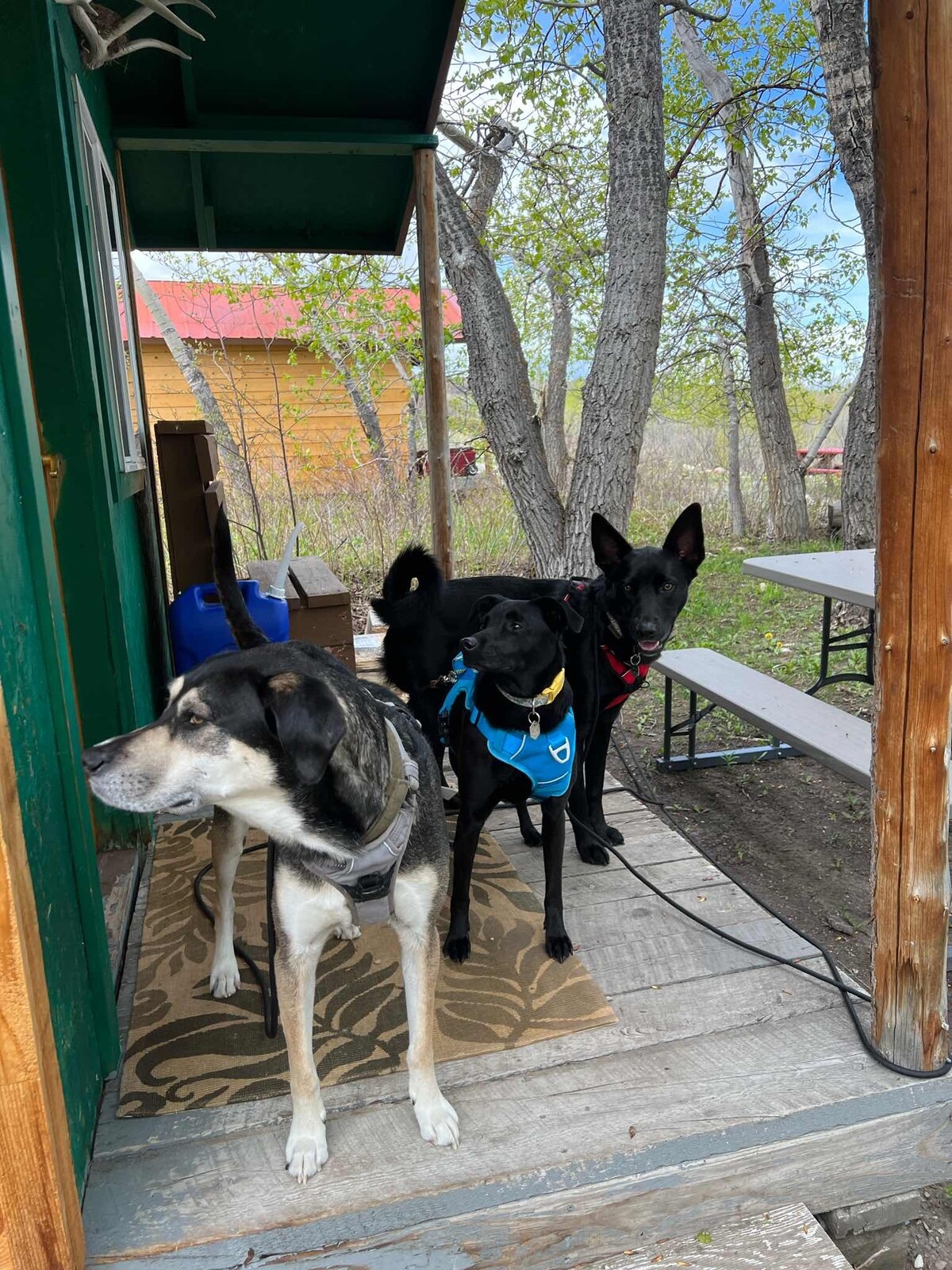 Glacier Elkhorn Cabins & Campground