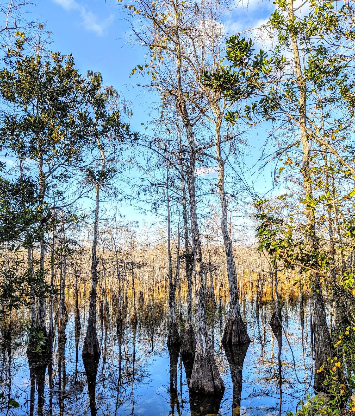 Mitchells Landing - Big Cypress National