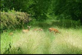 Bodcau Wildlife Management Area