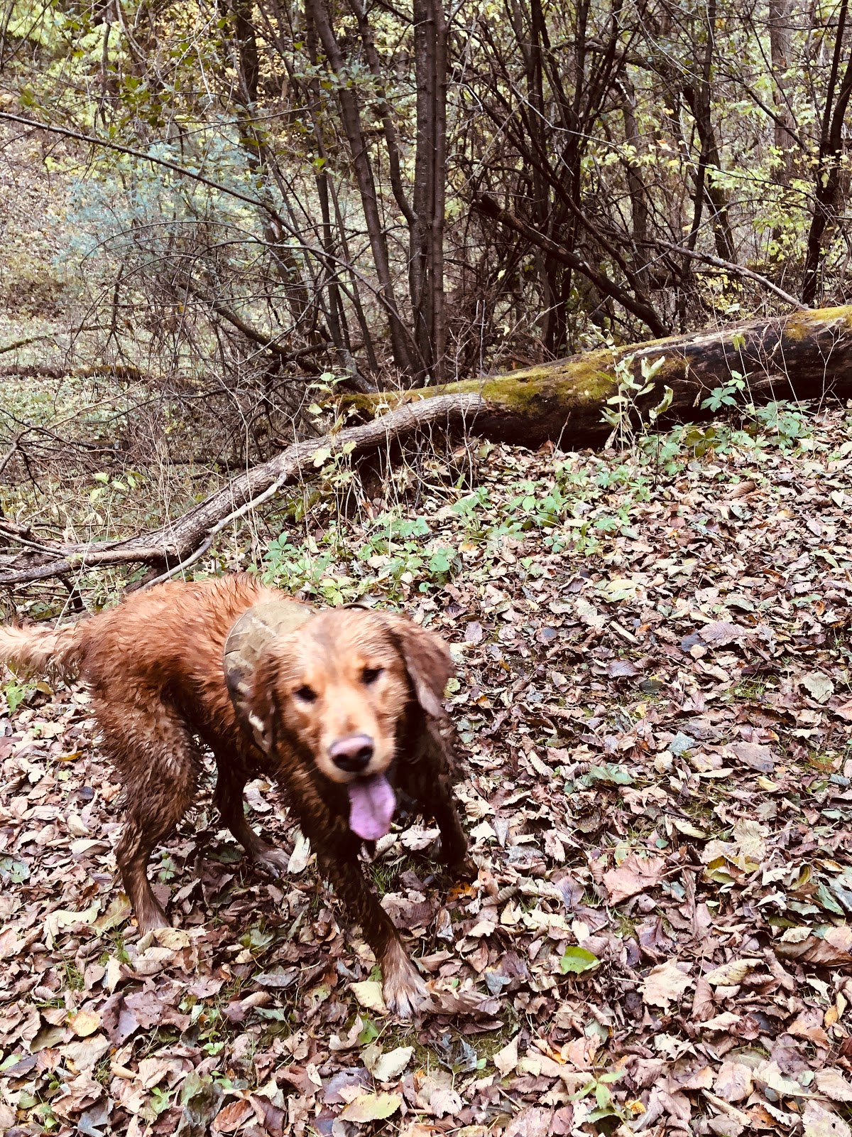 Buena Vista County Park