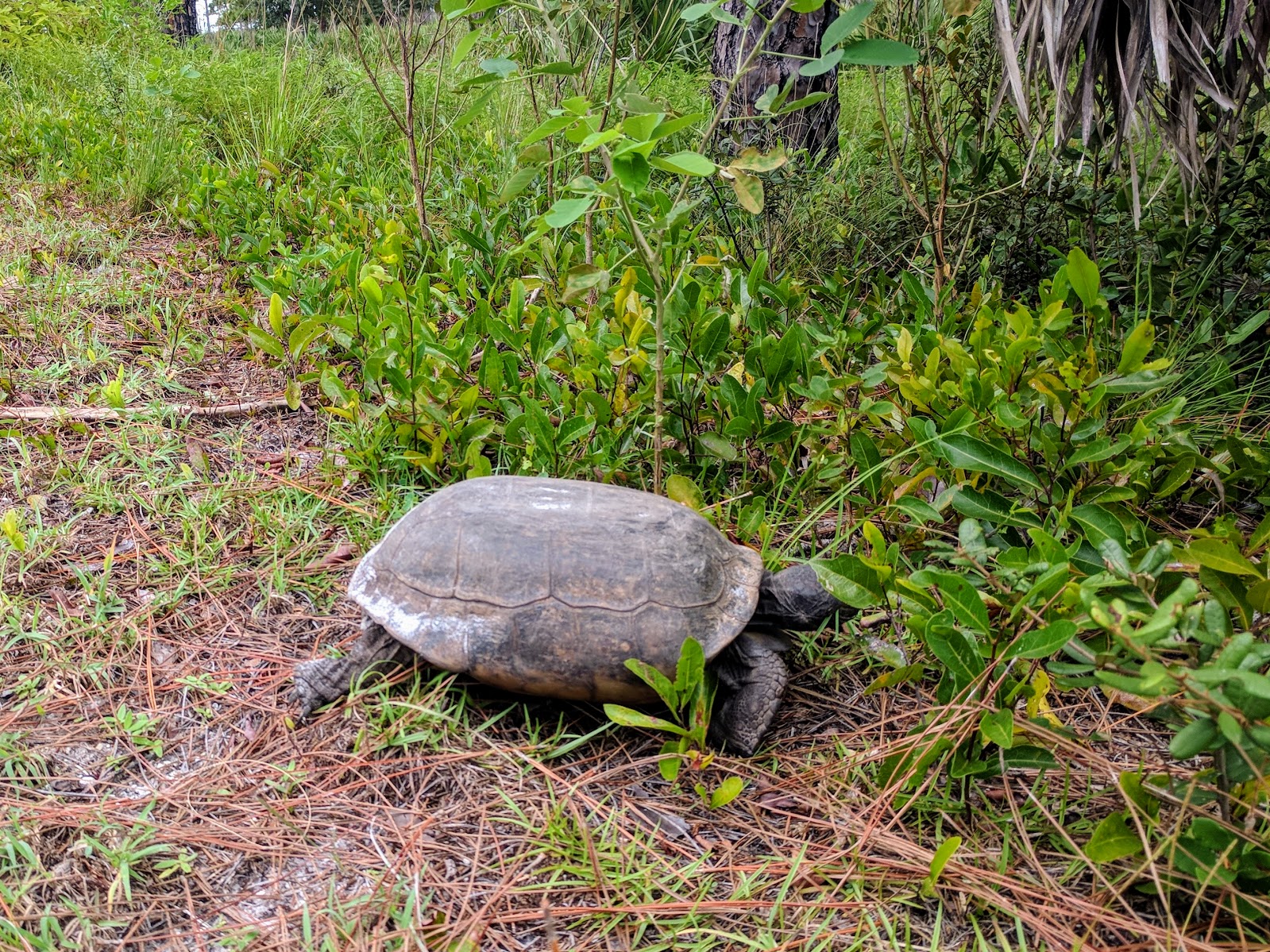 Jonathan Dickinson State Park