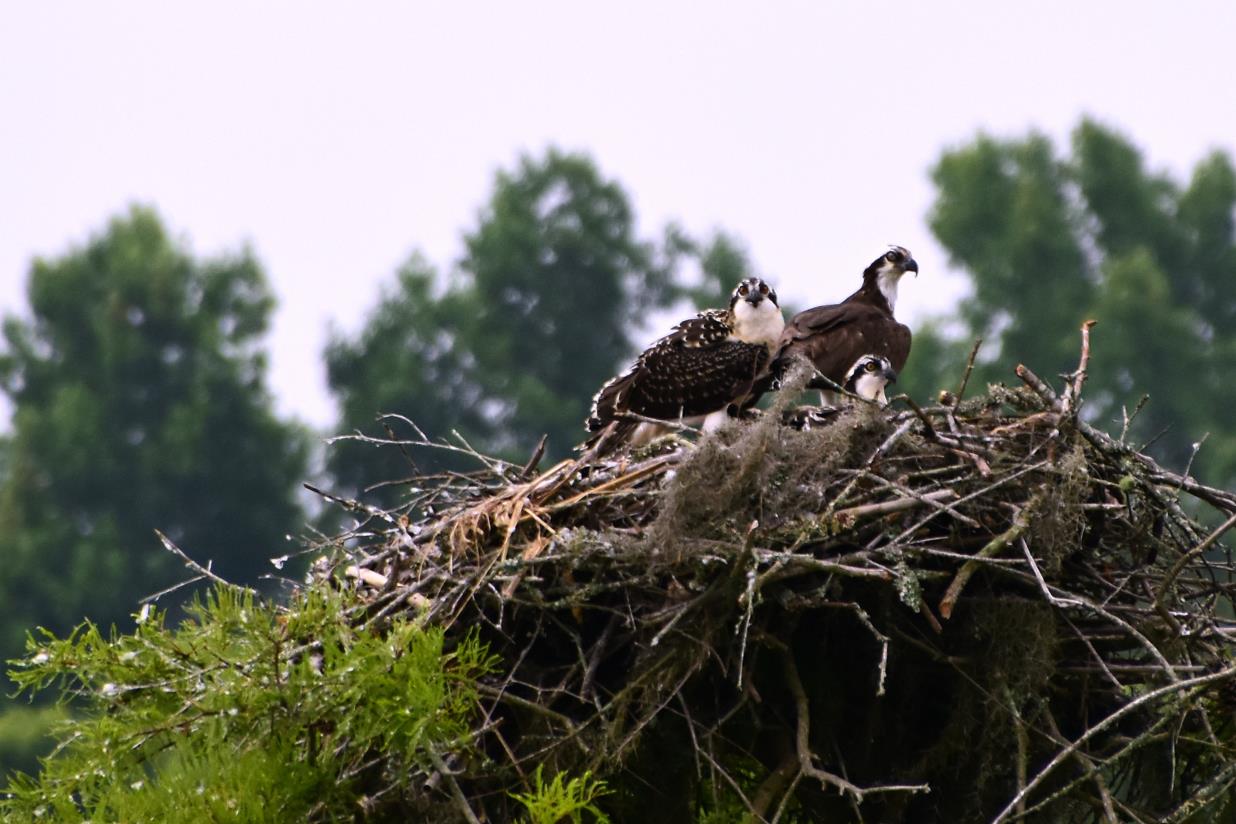 Angel's Landing Campground Restaurant & Marina