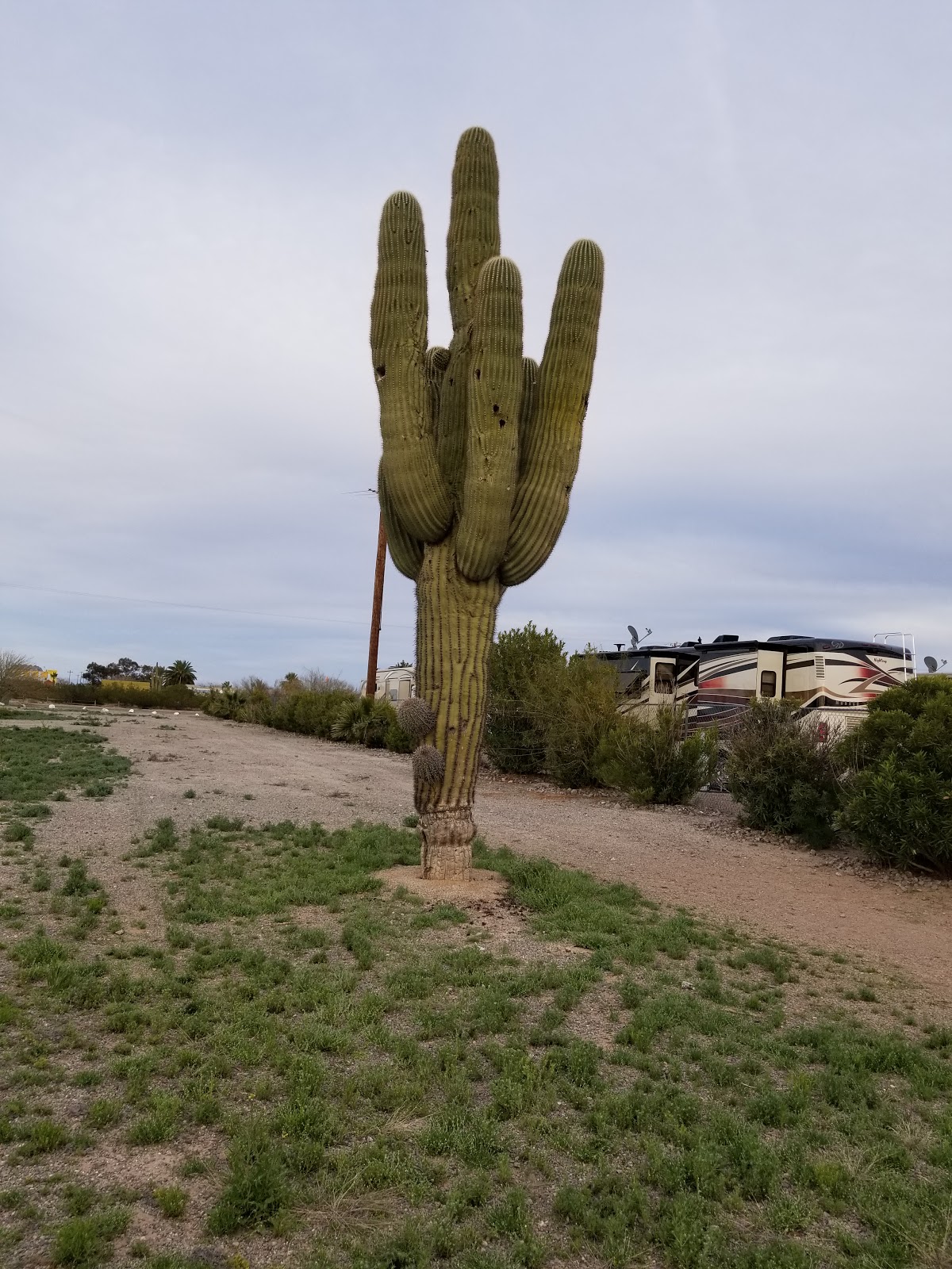 Sunbelt USA - Desert Vista RV Park