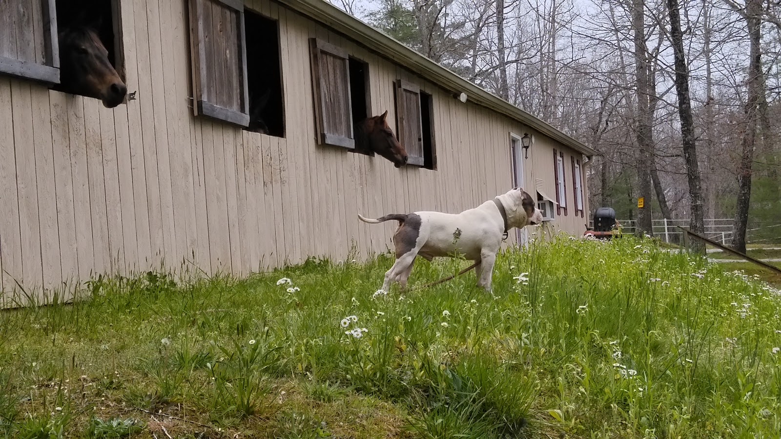 Spruce Creek Campground & Stables