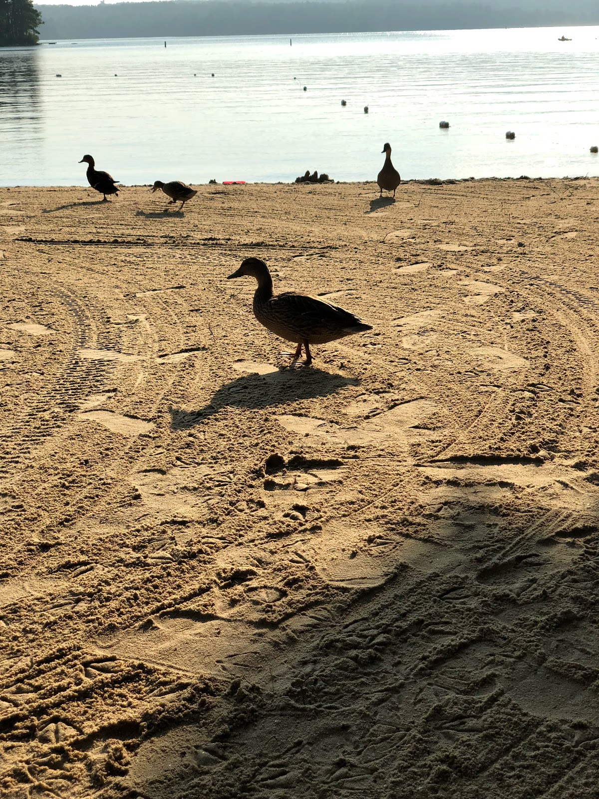 Four Seasons Camping Area