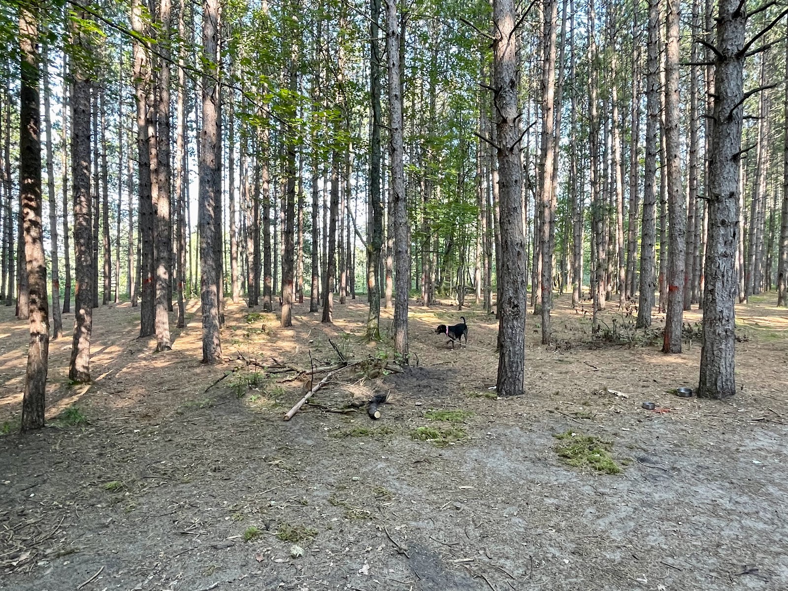 Upper Manistee River SF Campground