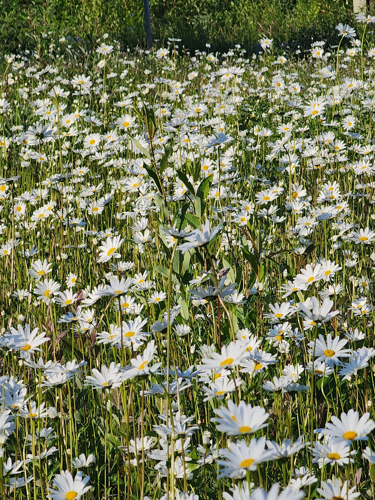 Mat-Su Valley RV Park & Campground