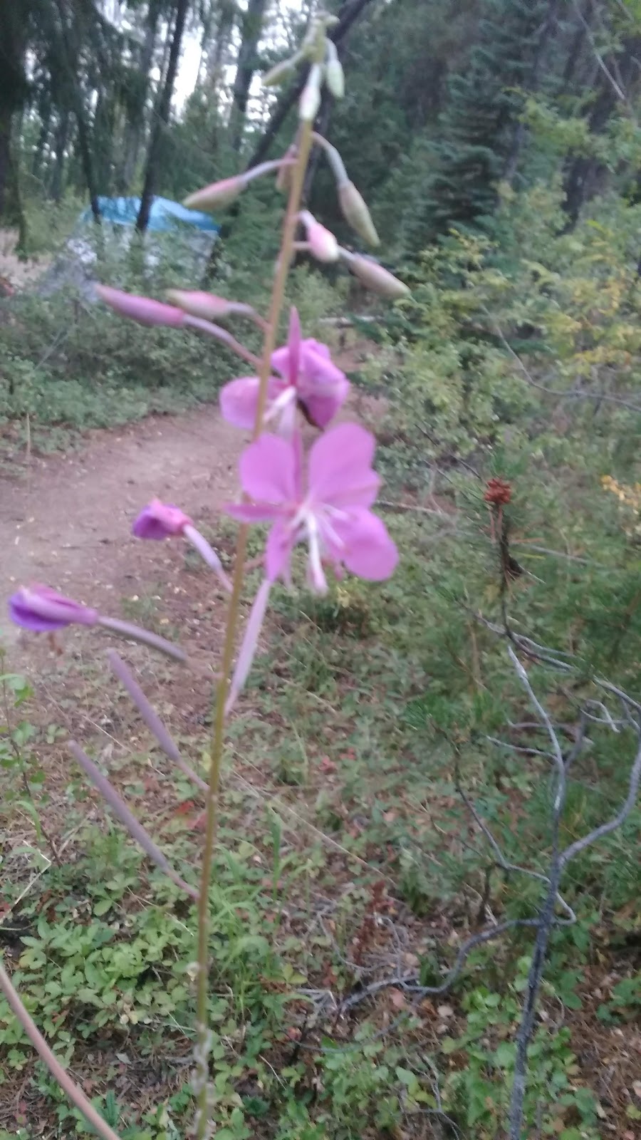 East Lemolo Campground