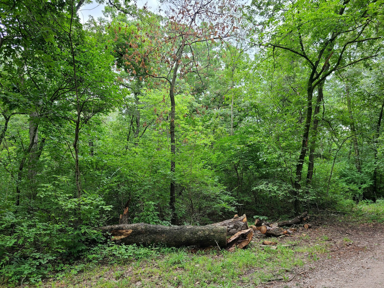Shimek State Forest - Lick Creek Unit