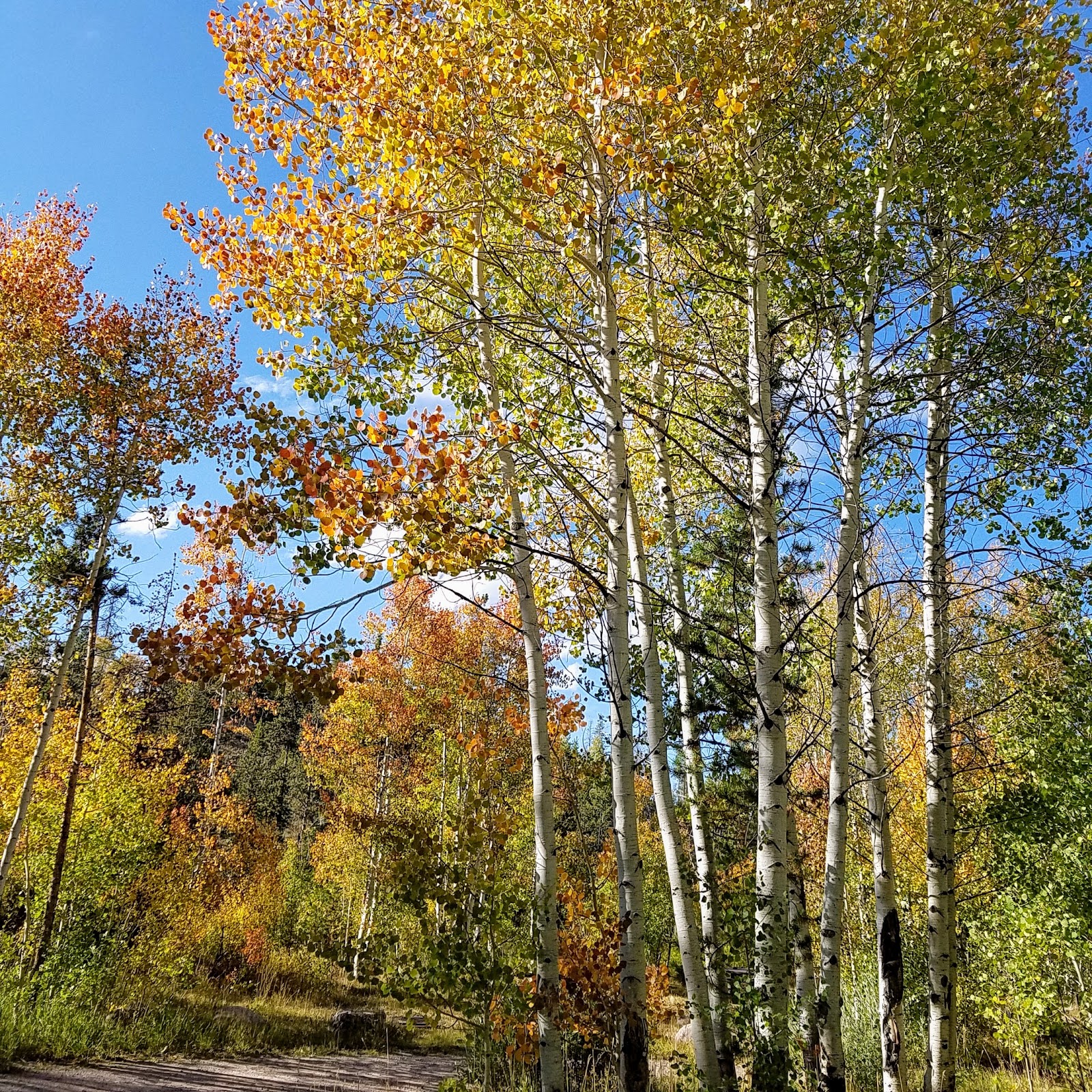 Bear River Campground