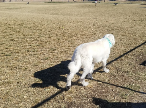 Grovers Basin Dog Park