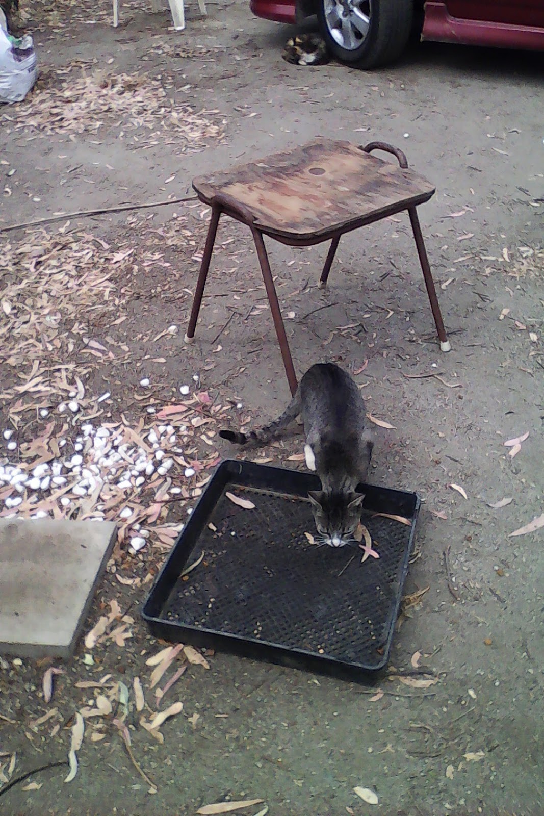 The Wooden Shoe RV Park