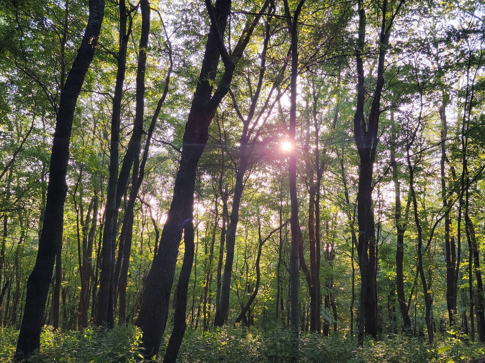 Tomlinson Run State Park