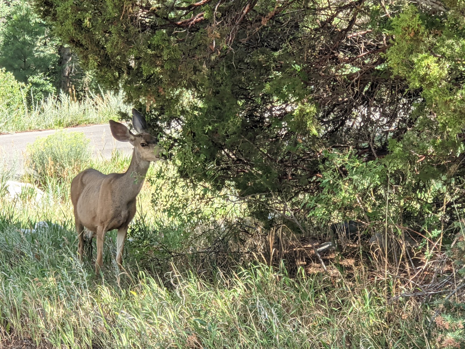 Upper Lehman Creek Campground