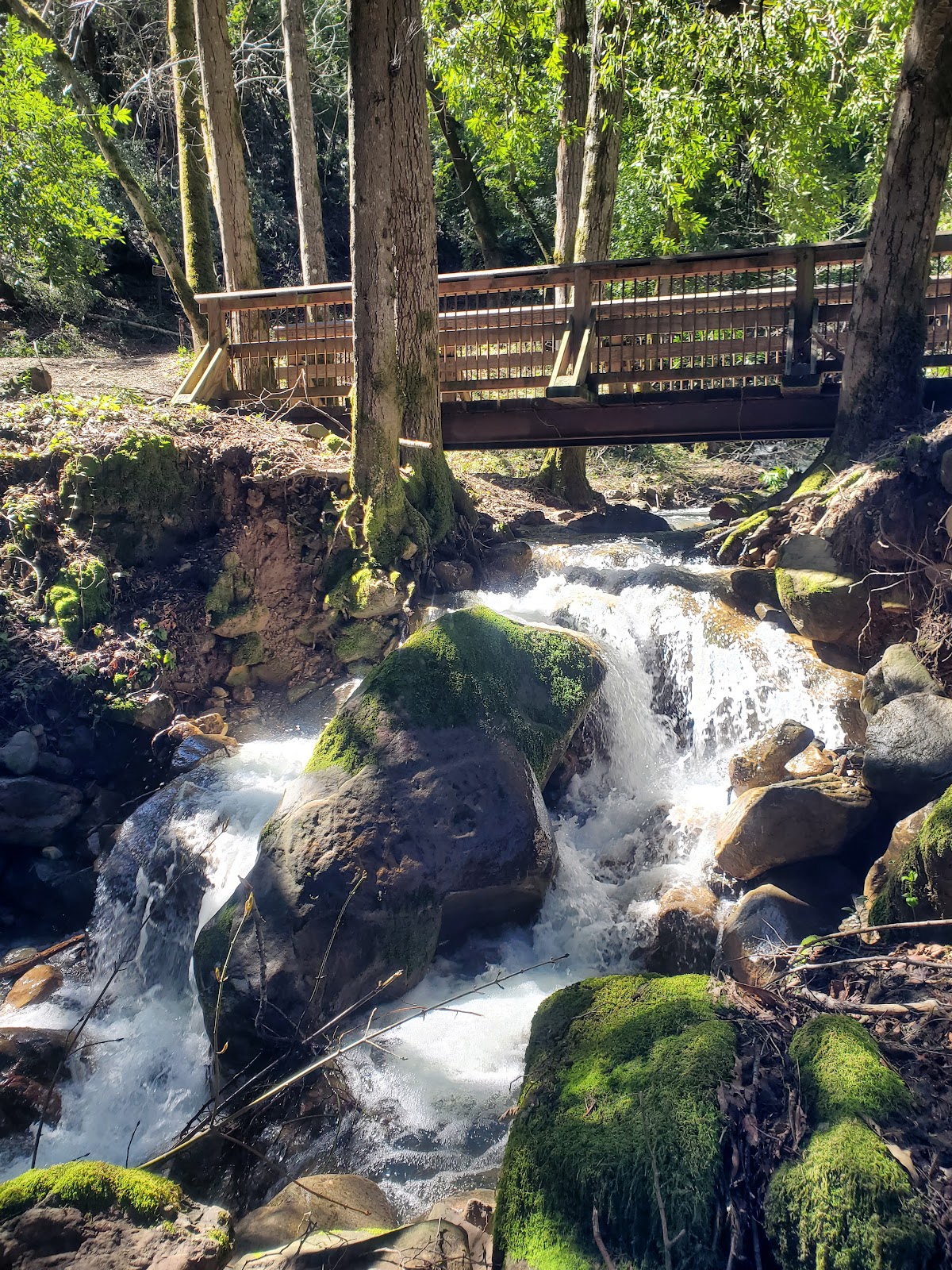 Uvas Canyon County Park
