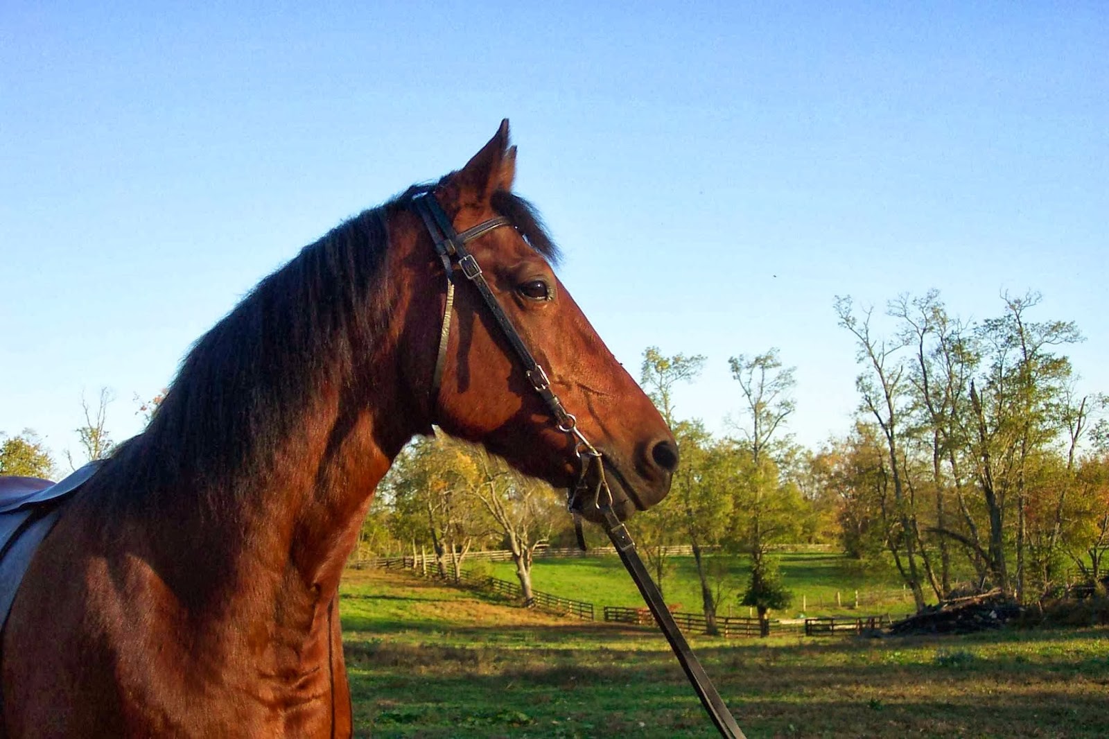 Mint Lick Lodge B&B & Horse Layover