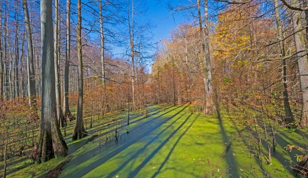 Cache River National Wildlife Refuge