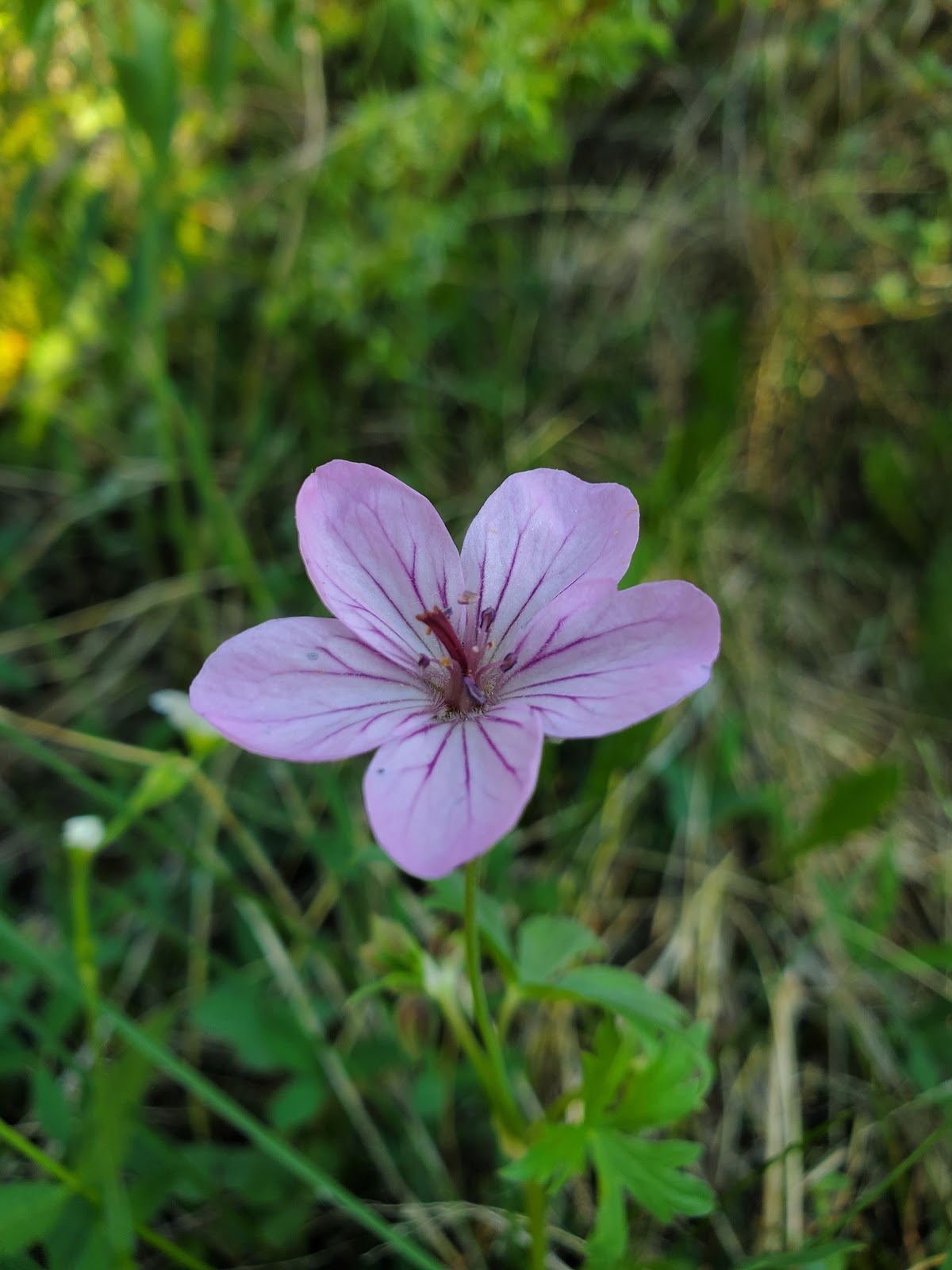Hayden Fork Campground